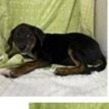 Flynn -  Terrier Dog for Adoption in Tampa, Florida - Flynn | PetCurious
