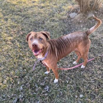 Rescue Labrador Retriever and Mixed Breed Dogs for Adoption in Springboro, Ohio - Rusty | PetCurious