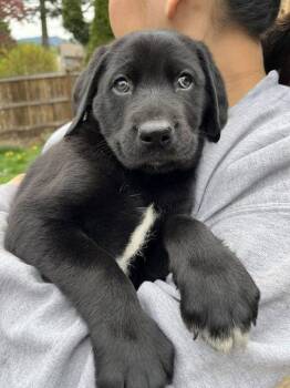 Labrador Retriever and Shepherd Dogs Available for Adoption in Seattle, Washington - Bear | PetCurious