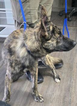 Bandit -  Shepherd and Belgian Shepherd Malinois Dog for Adoption in Greencastle, Indiana - Bandit | PetCurious