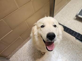 CHARLIE -  Siberian Husky and Great Pyrenees Dog for Adoption in Colorado Springs, Colorado - CHARLIE | PetCurious