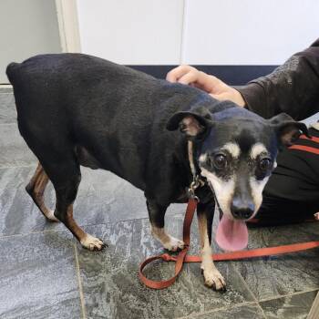 Gunner -  Miniature Pinscher and Mixed Breed Dog for Adoption in Clearwater, Florida - Gunner | PetCurious