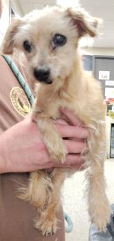 Yorkshire Terrier Dogs Available for Adoption in Saint Clairsville, Ohio - Lulu | PetCurious