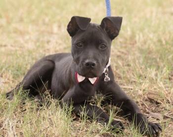 MIA -  Labrador Retriever and Terrier Dog for Adoption in Southaven, Mississippi - MIA | PetCurious