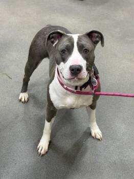 WENDY -  Pit Bull Terrier Dog Available for Adoption - WENDY | PetCurious