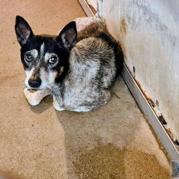 Australian Cattle Dog Blue Heeler Dogs Available for Adoption - Gertrude | PetCurious
