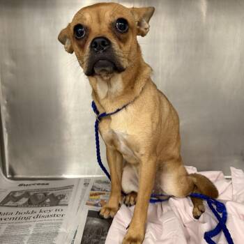 Nippersink -  Chihuahua and Pug Dog for Adoption in Northbrook, Illinois - Nippersink | PetCurious