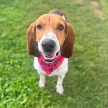 Lily Flagg -  Hound and Mixed Breed Dog for Adoption in Brownsboro, Alabama - Lily Flagg | PetCurious