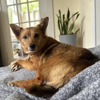 Mixed Breed Dogs Available for Adoption in Fredericksburg, Virginia - Wayseeker | PetCurious