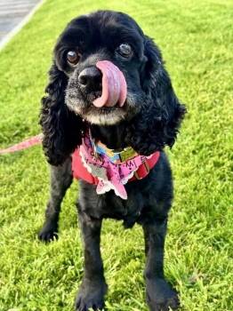 Cocker Spaniel Dogs Available for Adoption in Los Angeles, California - Cory | PetCurious