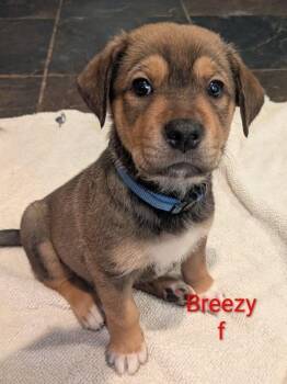 Breezy - Margot -  Labrador Retriever and Shepherd Dog for Adoption in Lakeland, Florida - Breezy - Margot | PetCurious