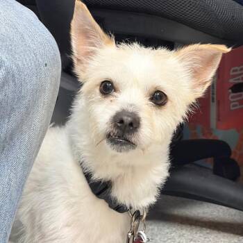 Milo -  Terrier Dog for Adoption in Scituate, Massachusetts - Milo | PetCurious