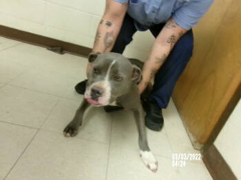 Rescue American Staffordshire Terrier Dogs for Adoption in Clovis, New Mexico - Kloie | PetCurious