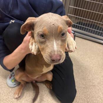Bindi -  Pit Bull Terrier Dog for Adoption in Bristol, Indiana - Bindi | PetCurious