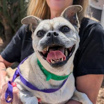 Luna Ellipses -  Pug and Chihuahua Dog for Adoption in Ramona, California - Luna Ellipses | PetCurious