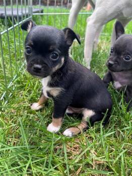 SALLY -  Chihuahua Dog for Adoption in Santa Rosa, California - SALLY | PetCurious