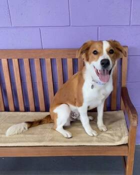 **JESSIE** -  Labrador Retriever and Golden Retriever Dog for Adoption in North Prairie, Wisconsin - **JESSIE** | PetCurious