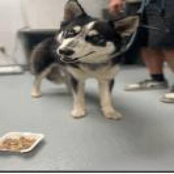 Husky Dogs Available for Adoption in West Palm Beach, Florida - Streak | PetCurious