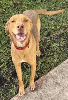 Vizsla Dogs Available for Adoption - Annabel | PetCurious