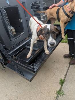 French Fry -  Pit Bull Terrier and Hound Dog Available for Adoption in Nacogdoches, Texas - French Fry | PetCurious