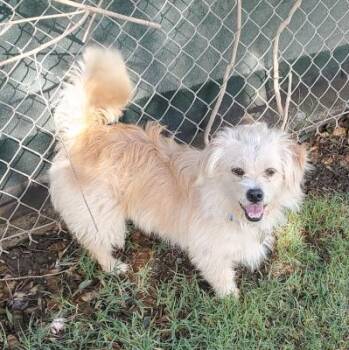 Bolt -  Terrier Dog for Adoption in Santa Paula, California - Bolt | PetCurious