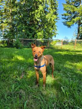 Rescue Mixed Breed Dogs for Adoption in Puyallup, Washington - Canelo | PetCurious