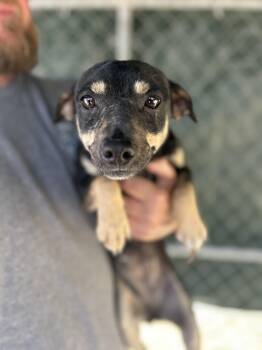 Chihuahua Dogs Available for Adoption in Manchester, Tennessee - Baby | PetCurious