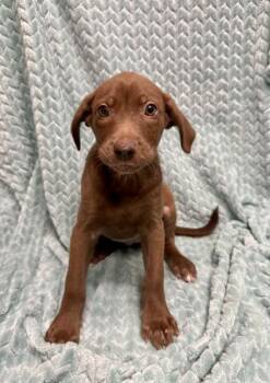 Willa -  Labrador Retriever and Mixed Breed Dog for Adoption in Picayune, Mississippi - Willa | PetCurious