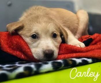 Carley -  Shepherd and Mixed Breed Dog for Adoption in Kansas City, Missouri - Carley | PetCurious