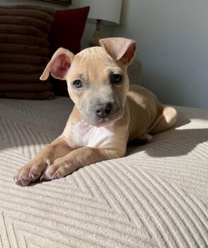 American Staffordshire Terrier Dogs Available for Adoption - Gigi - Adopted | PetCurious