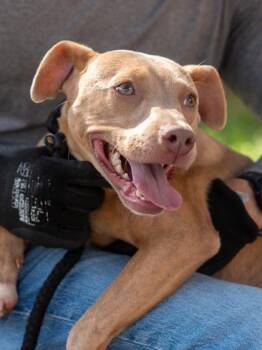 Gwenda -  Mixed Breed Dog for Adoption in Chamblee, Georgia - Gwenda | PetCurious