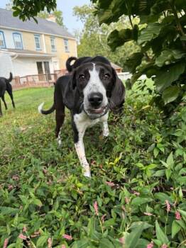 Louie -  Hound and Pointer Dog for Adoption in Pottstown, Pennsylvania - Louie | PetCurious