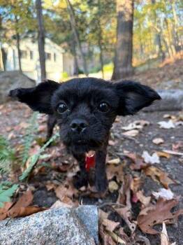 Ebony -  Affenpinscher Dog for Adoption in Bedford Hills, New York - Ebony | PetCurious