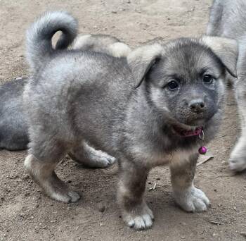 Mira (#344) -  Norwegian Elkhound Dog for Adoption in Twin Lakes, Wisconsin - Mira (#344) | PetCurious