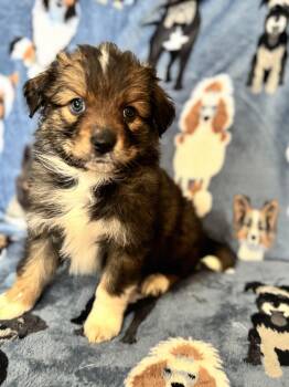 Pomeranian and Australian Shepherd Dogs Available for Adoption - Wisp | PetCurious