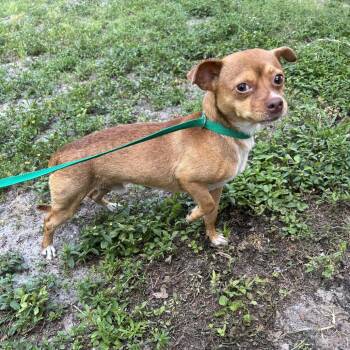 Mort -  Chihuahua Dog for Adoption in Pinellas Park, Florida - Mort | PetCurious