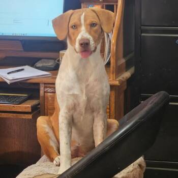 Beagle and Harrier Dogs Available for Adoption - Hannah | PetCurious