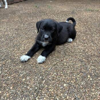 VANESSA -  Flat Coated Retriever and Newfoundland Dog Dog for Adoption - VANESSA | PetCurious