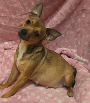 Chihuahua Dogs Available for Adoption in Alexander, Arkansas - Juno | PetCurious