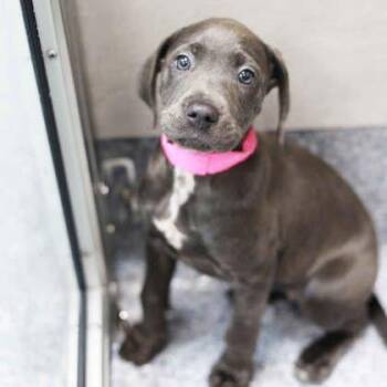 Aqueria -  Pit Bull Terrier and Mixed Breed Dog for Adoption in Atlanta, Georgia - Aqueria | PetCurious