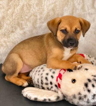 Tippy -  Black Mouth Cur and Mixed Breed Dog for Adoption in St. Augustine, Florida - Tippy | PetCurious