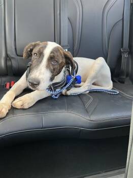 OLIVER -  Hound Dog for Adoption in San Antonio, Texas - OLIVER | PetCurious