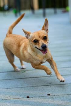 Misdy -  Chihuahua Dog for Adoption in Morgantown, West Virginia - Misdy | PetCurious
