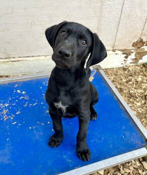 Black Labrador Retriever Dogs Available for Adoption - Dexter | PetCurious