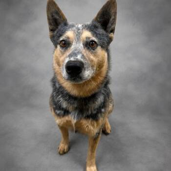 James -  Australian Cattle Dog Blue Heeler Dog for Adoption in Donalsonville, Georgia - James | PetCurious