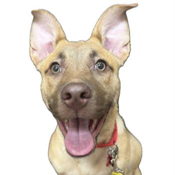 Bit O Honey 53687 -  Terrier and Mixed Breed Dog for Adoption in Las Vegas, Nevada - Bit O Honey 53687 | PetCurious