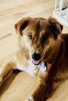 Marley -  Golden Retriever Dog for Adoption in Winter Park, Colorado - Marley | PetCurious