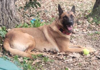 Montana -  Shepherd Dog for Adoption in Elkhorn, Wisconsin - Montana | PetCurious