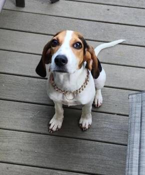Rescue Treeing Walker Coonhound Dogs for Adoption in Lockport, New York - Leia | PetCurious