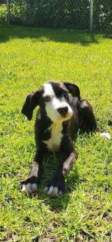 Willie  (2026) -  Pit Bull Terrier and Mixed Breed Dog for Adoption - Willie  (2026) | PetCurious